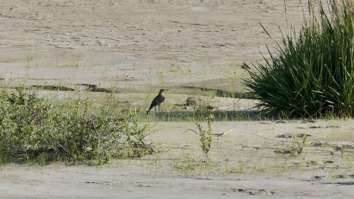 Greater Hoopoe-Lark - ML642502018