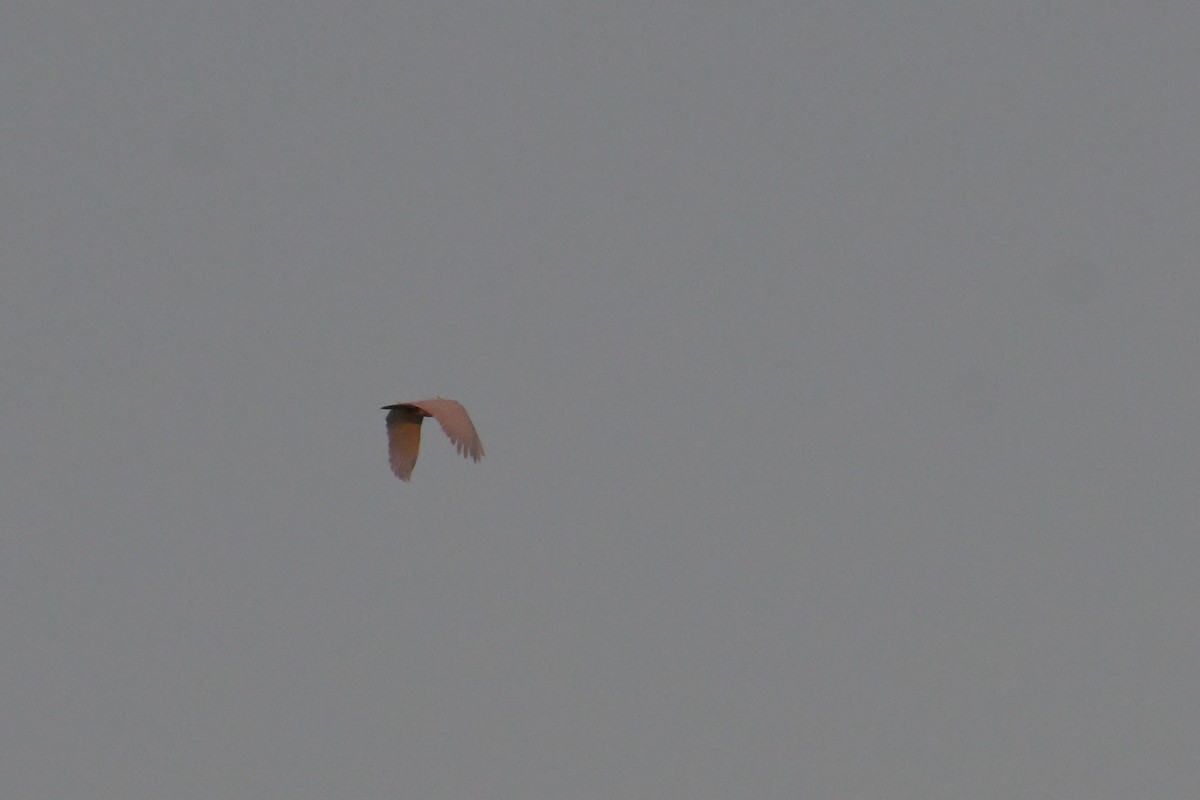 Sulphur-crested Cockatoo - ML642502019