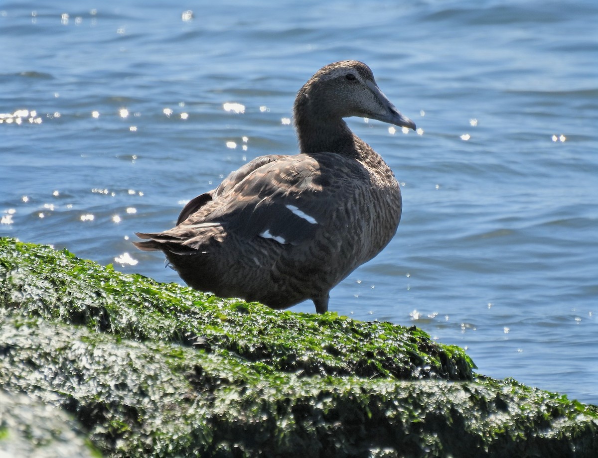 kajka mořská (ssp. dresseri) - ML642502024