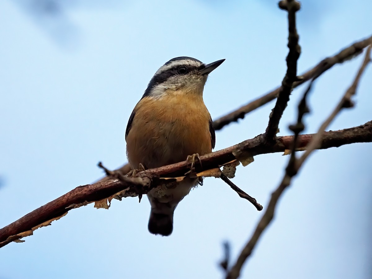 Red-breasted Nuthatch - ML642502029