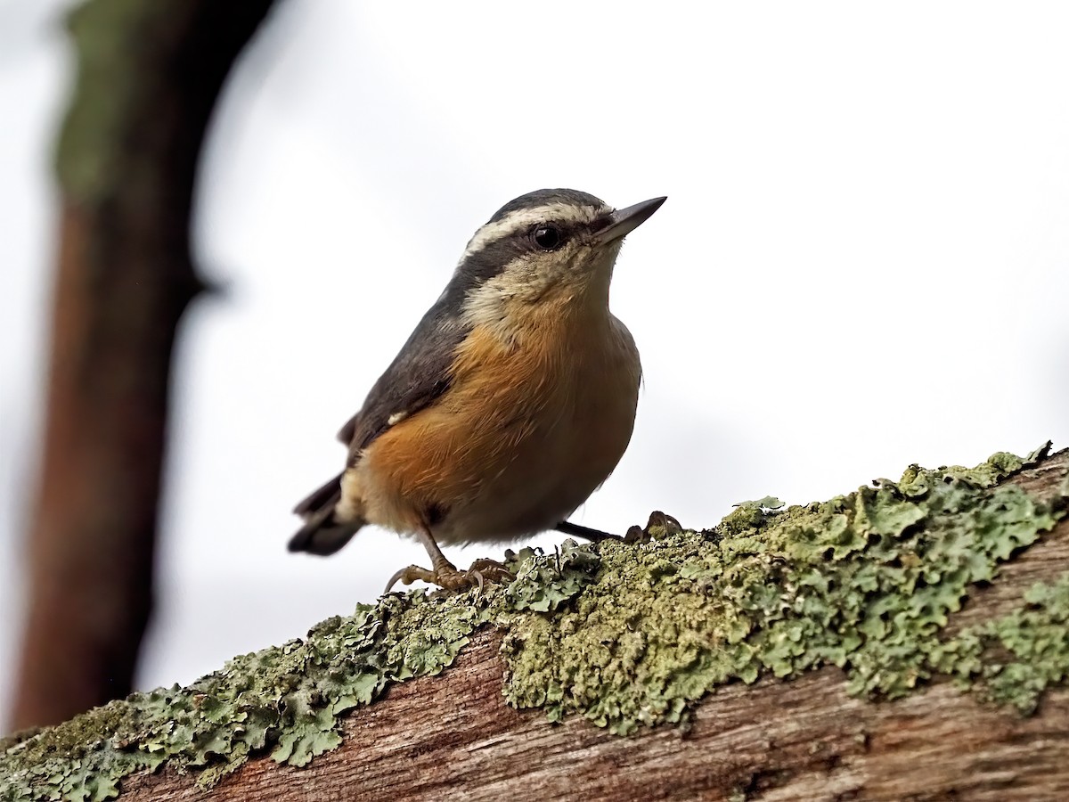 Red-breasted Nuthatch - ML642502036