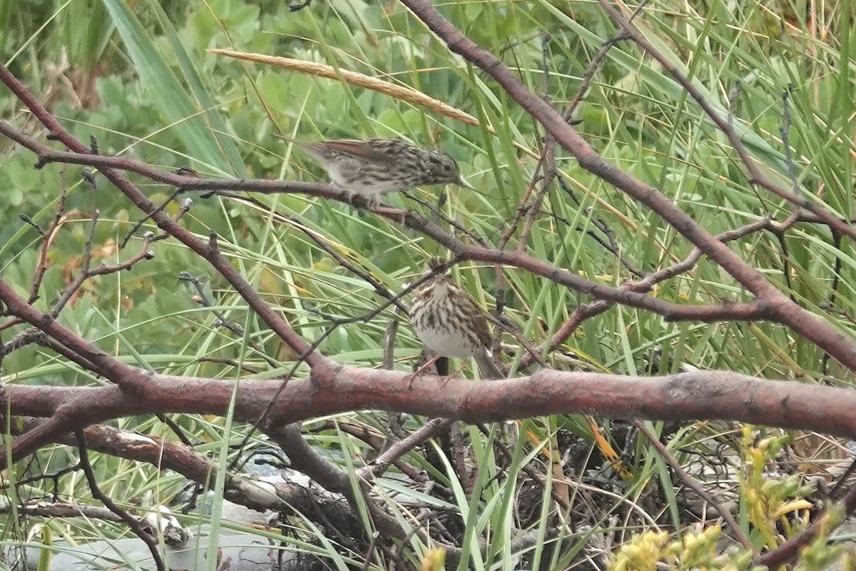 Savannah Sparrow - ML642502040