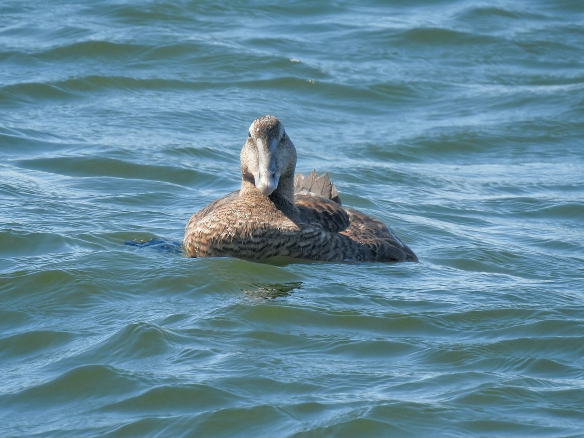 kajka mořská (ssp. dresseri) - ML642502045