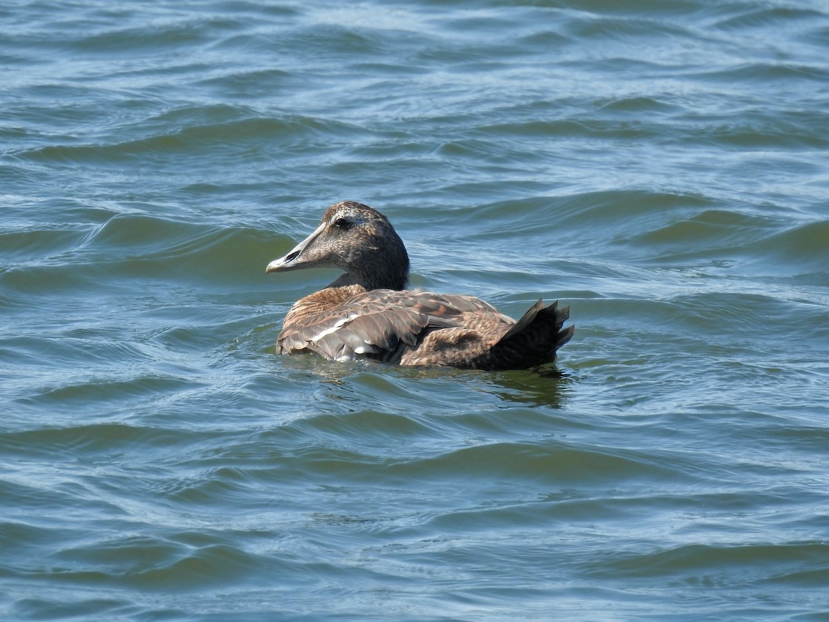 kajka mořská (ssp. dresseri) - ML642502046