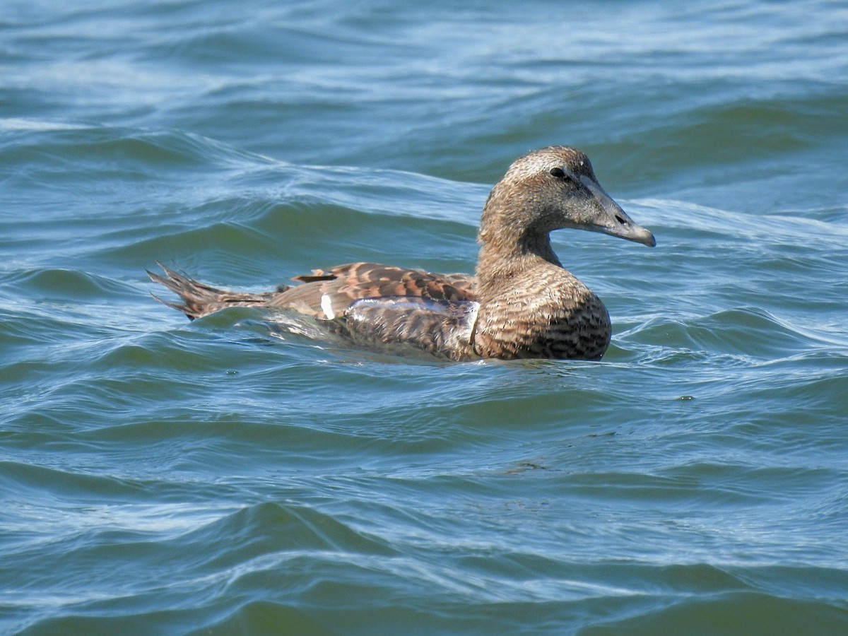 kajka mořská (ssp. dresseri) - ML642502047