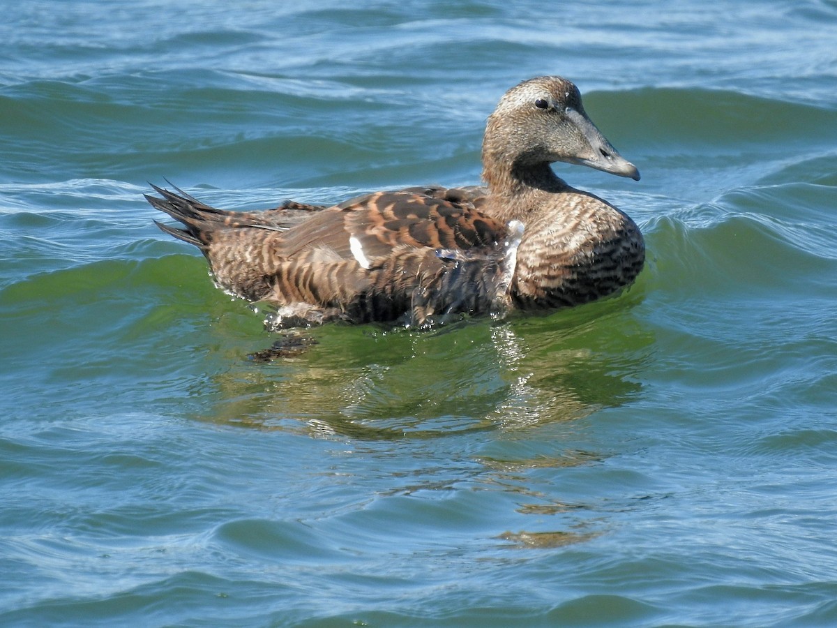kajka mořská (ssp. dresseri) - ML642502048
