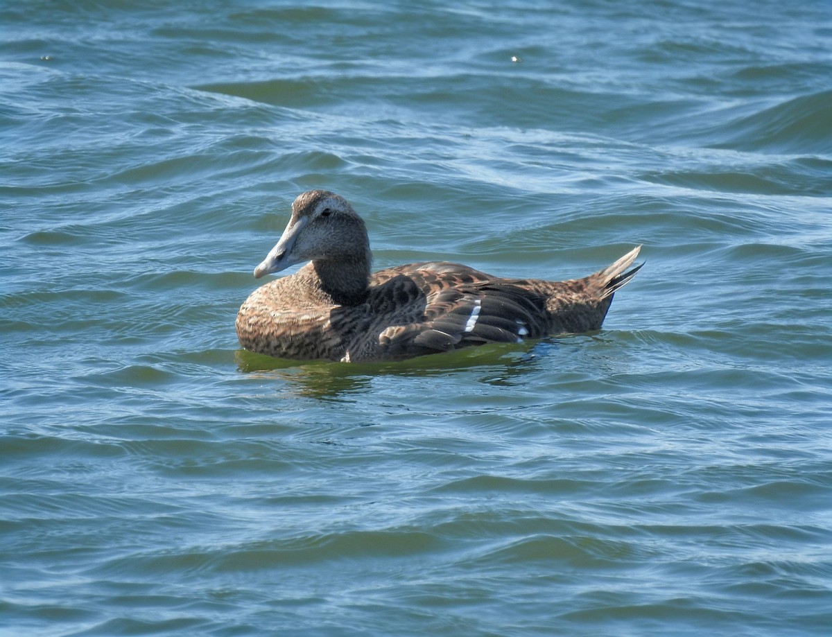 kajka mořská (ssp. dresseri) - ML642502050