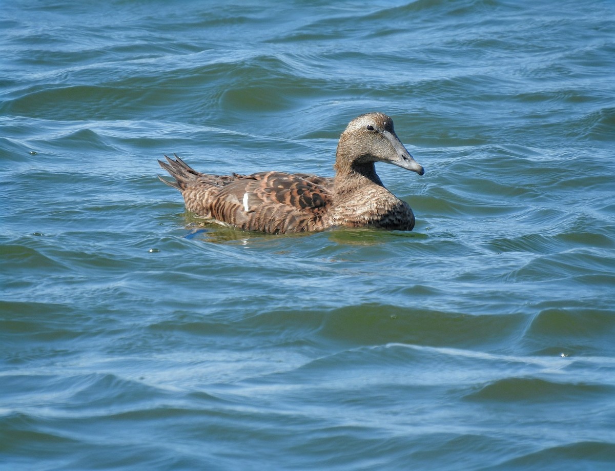 kajka mořská (ssp. dresseri) - ML642502051