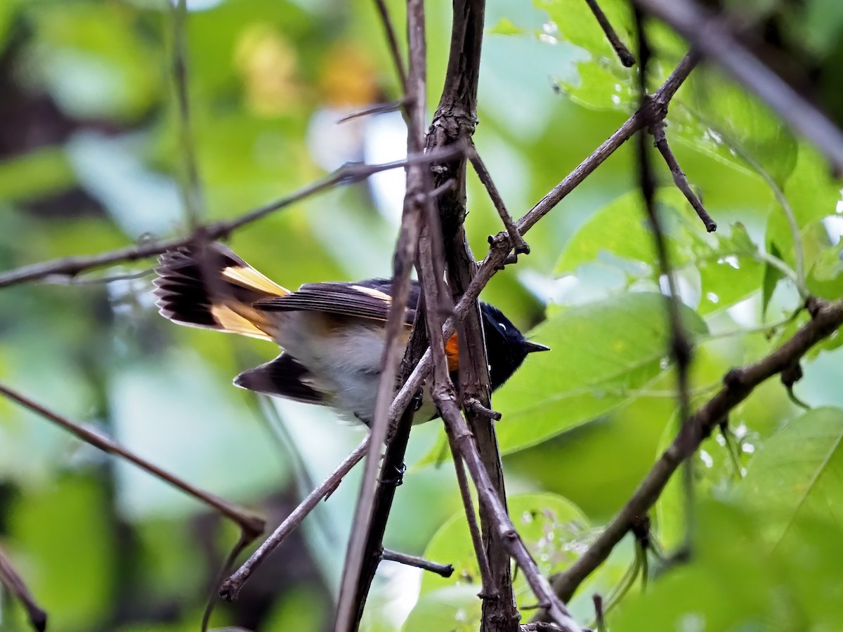 American Redstart - ML642502053