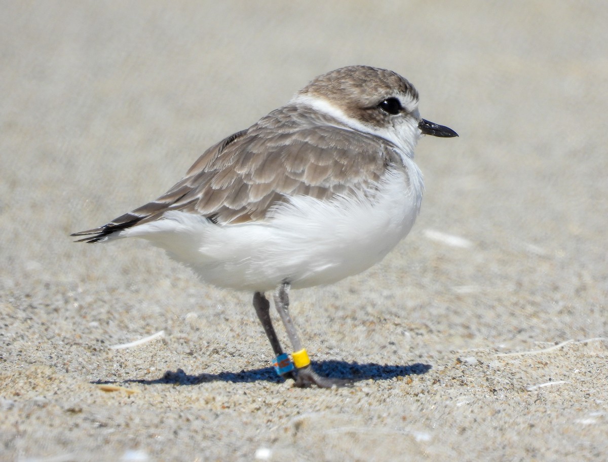 Snowy Plover - ML642502056