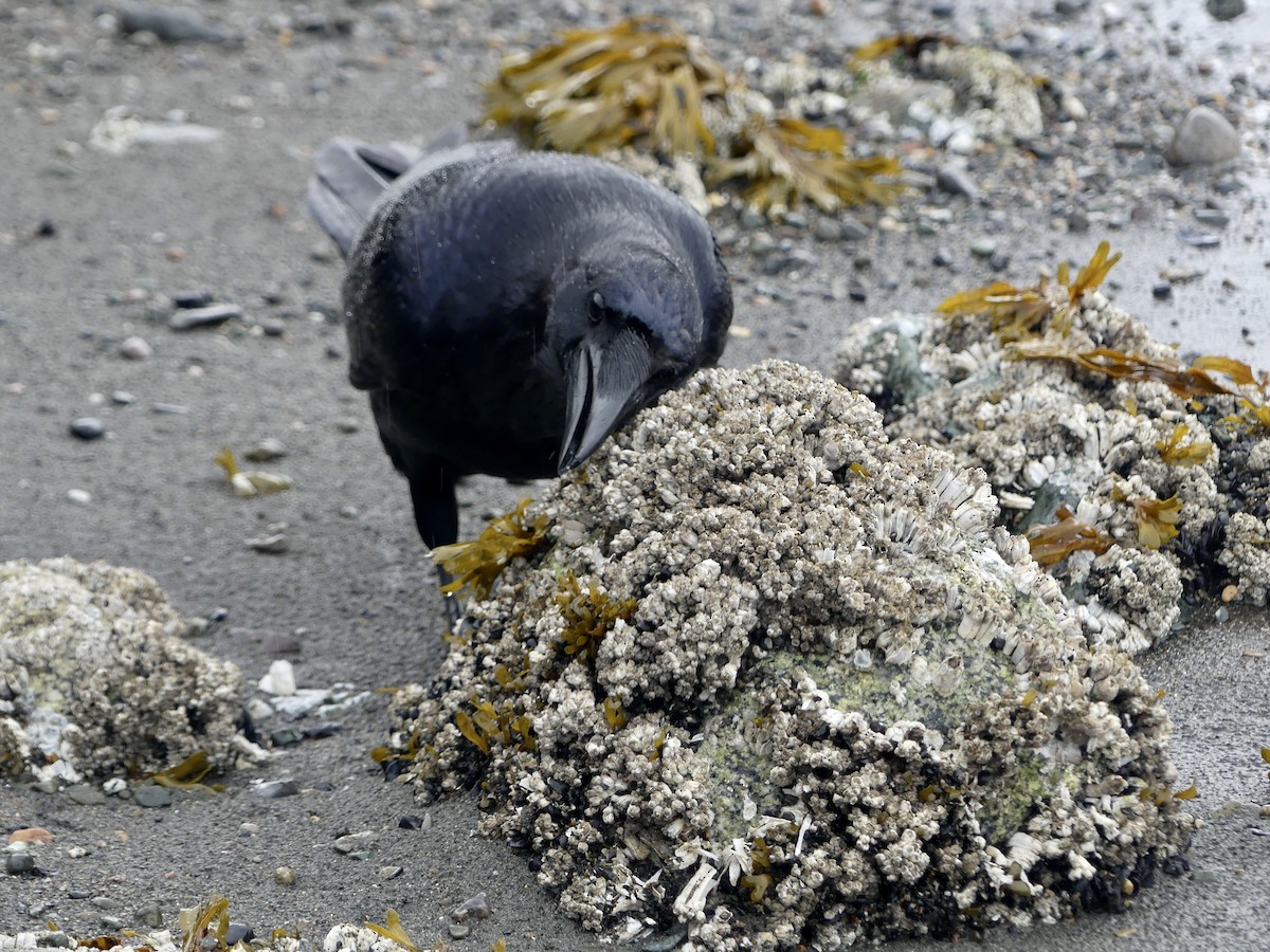 Common Raven - ML642502068