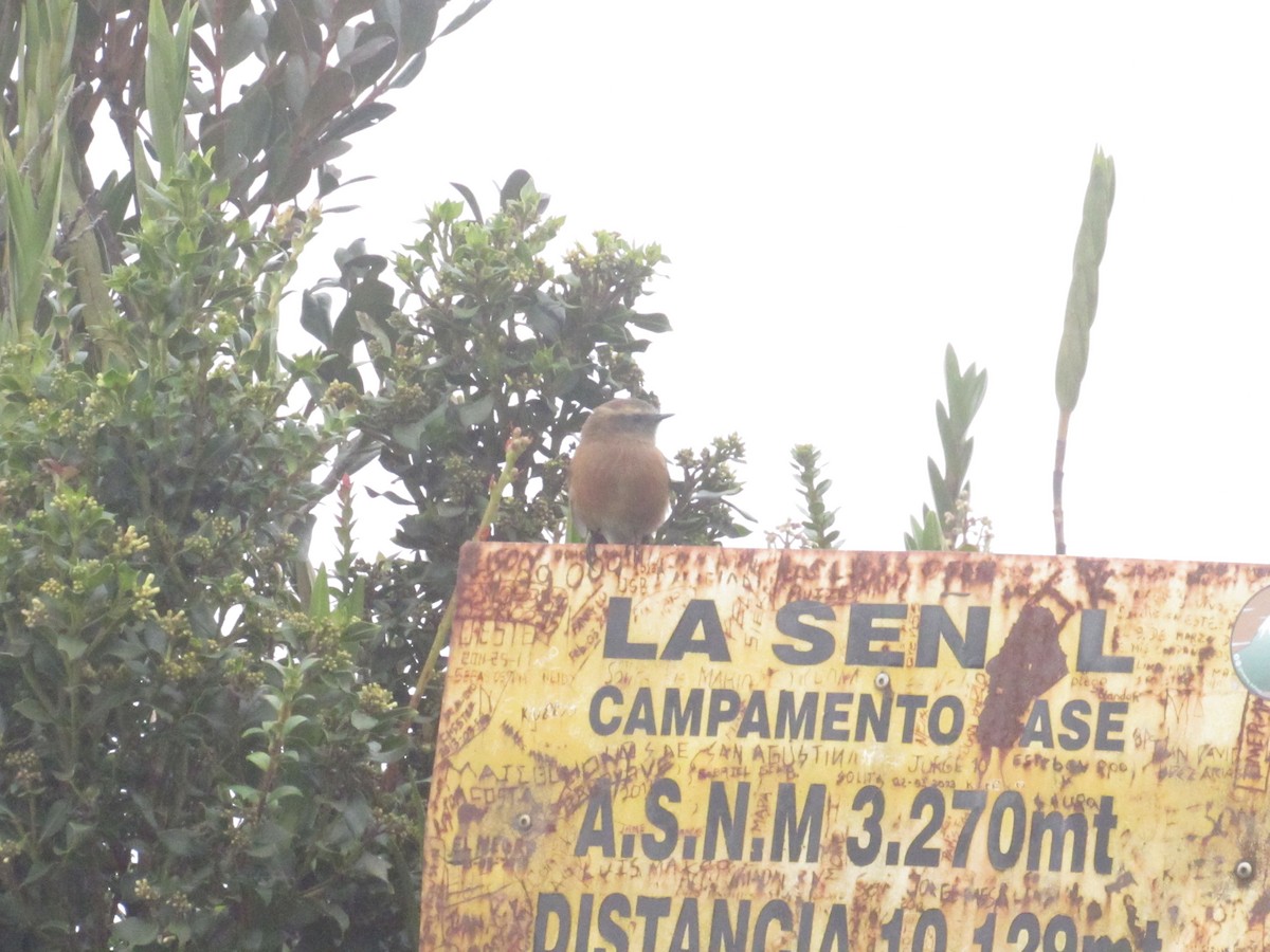 Brown-backed Chat-Tyrant - ML642502097