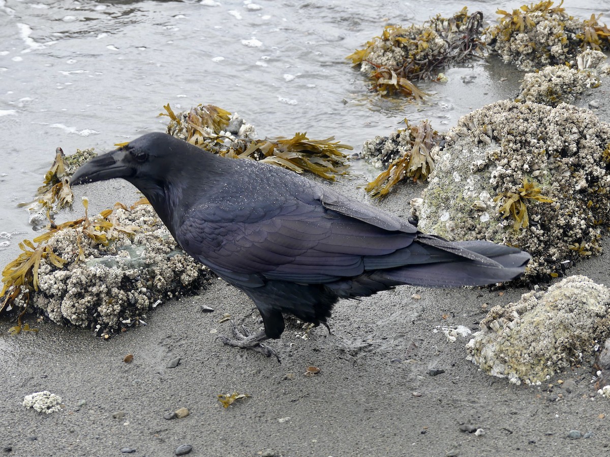 Common Raven - ML642502103