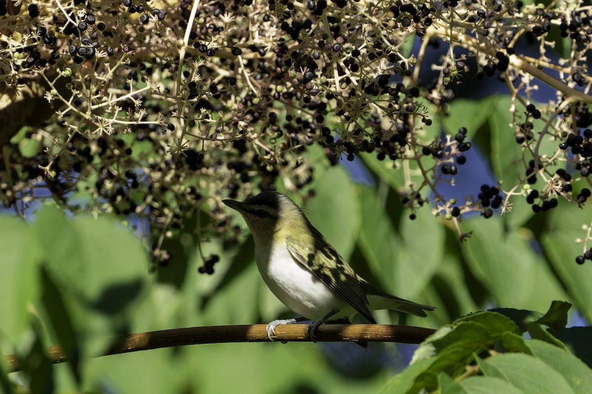 Red-eyed Vireo - ML642502137