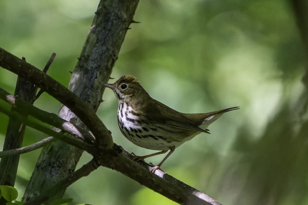 Ovenbird - ML642502147