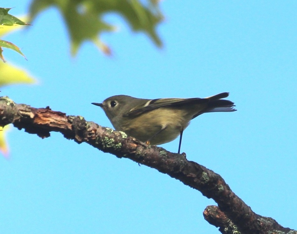Ruby-crowned Kinglet - ML642502154
