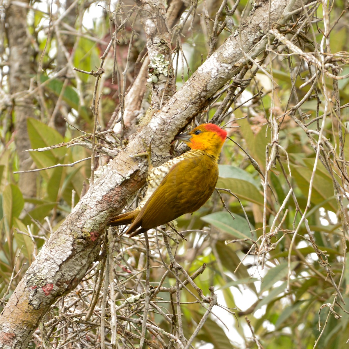 Carpintero Gorjigualdo - ML642502156