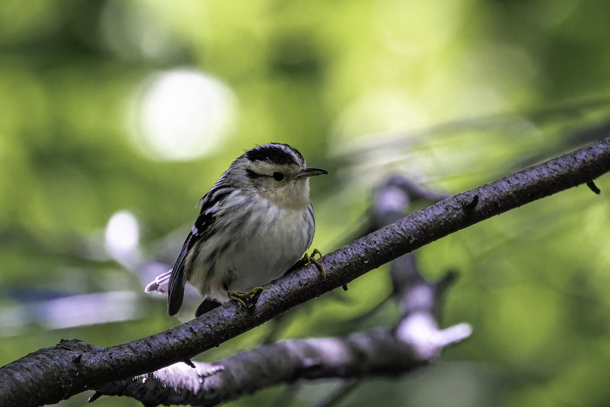 Black-and-white Warbler - ML642502158