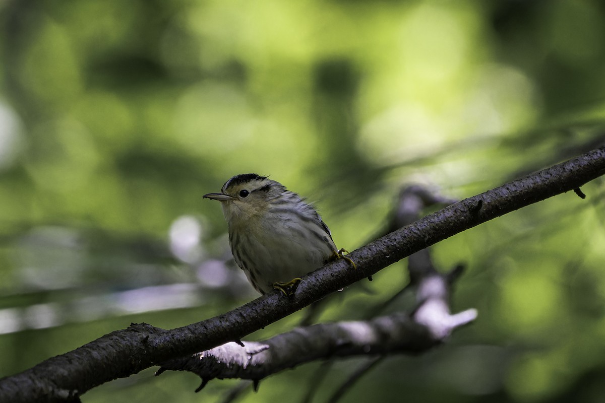 Black-and-white Warbler - ML642502159