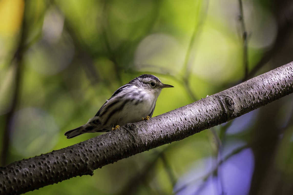 Black-and-white Warbler - ML642502160