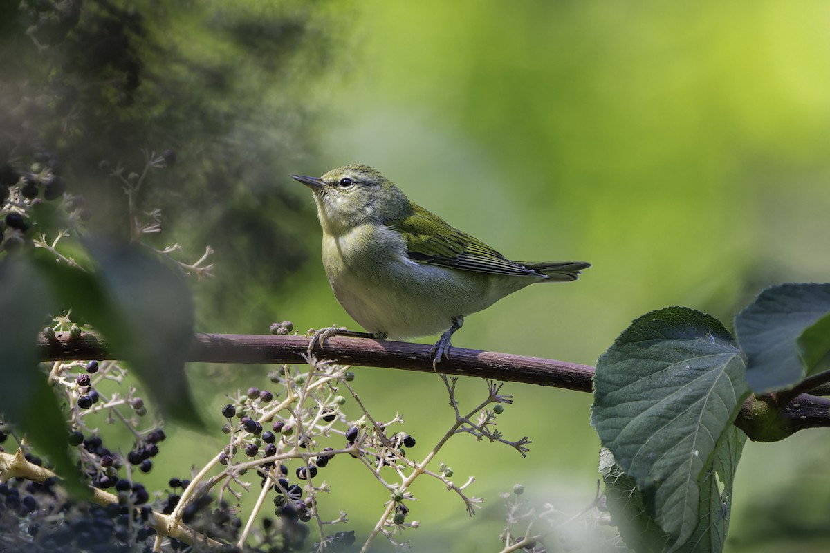 Tennessee Warbler - ML642502184