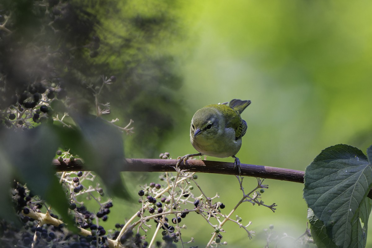 Tennessee Warbler - ML642502185