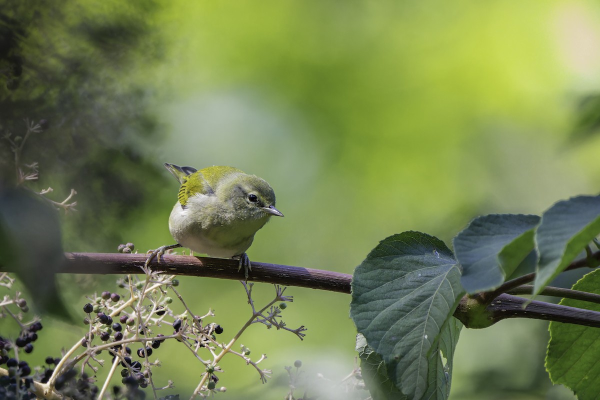 Tennessee Warbler - ML642502186