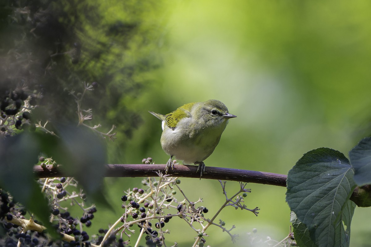 Tennessee Warbler - ML642502187