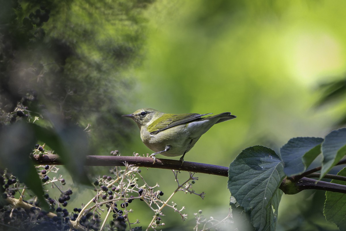 Tennessee Warbler - ML642502188