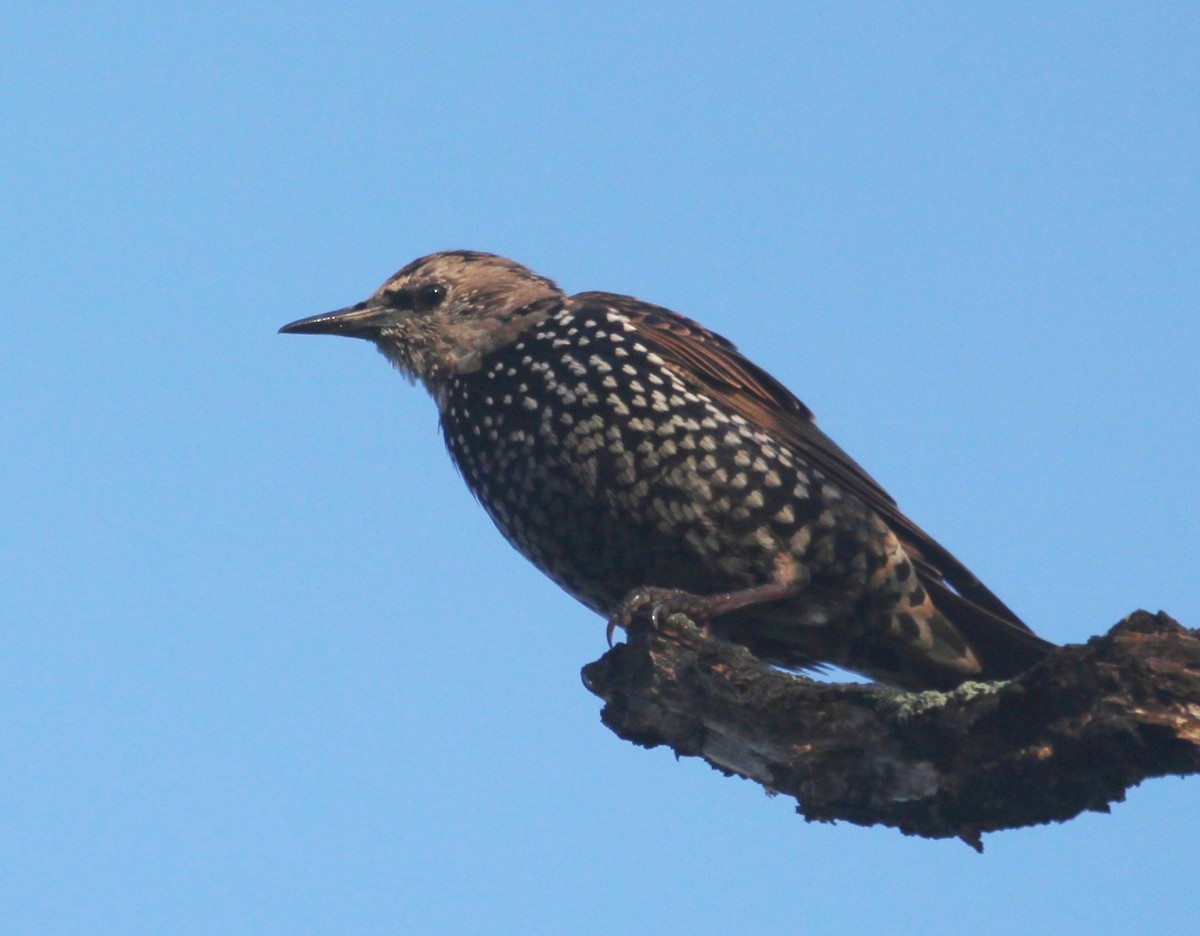 European Starling - ML642502189