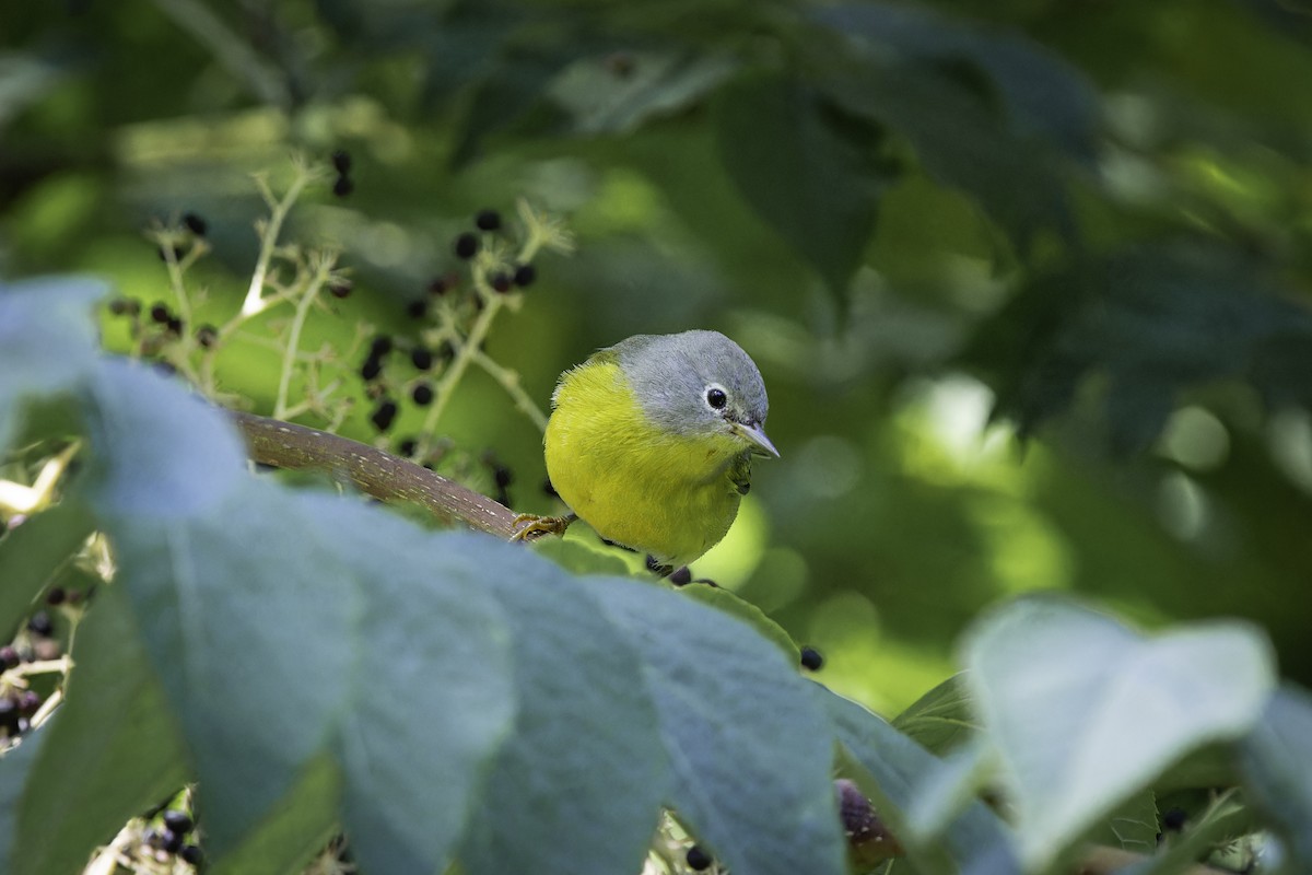 Nashville Warbler - ML642502194