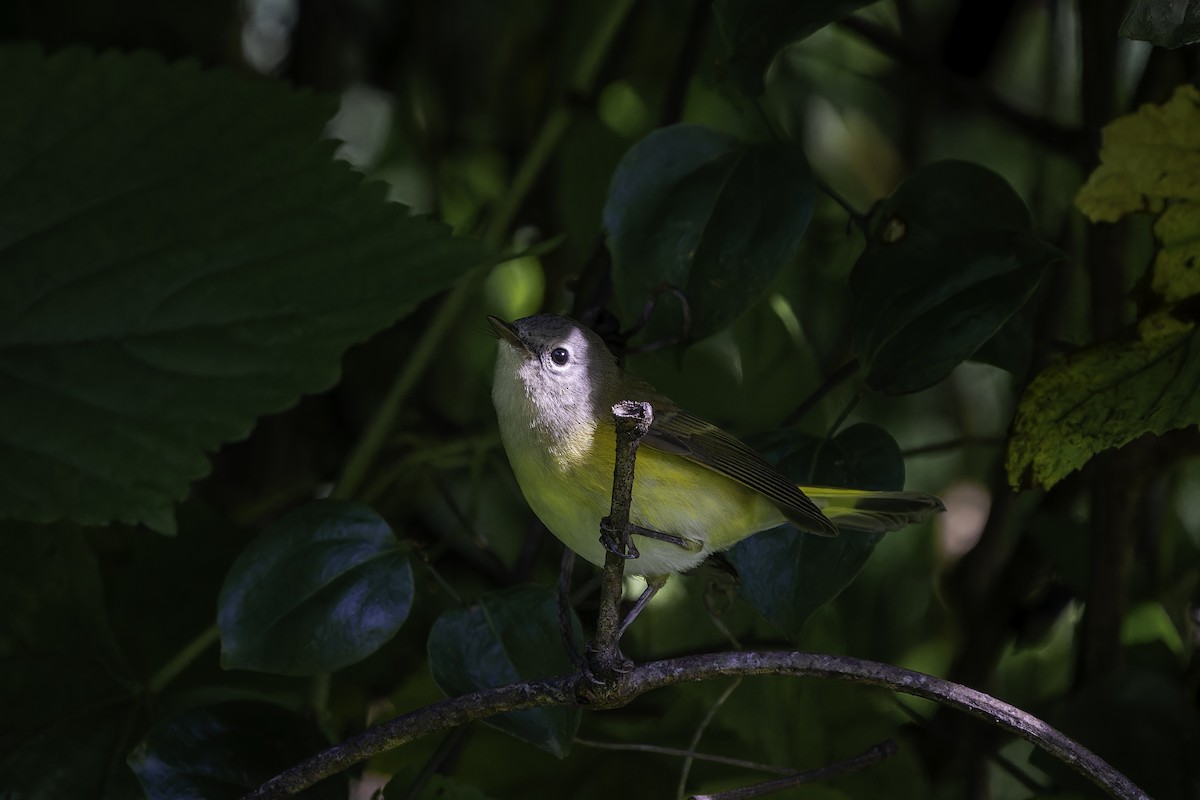 American Redstart - ML642502206
