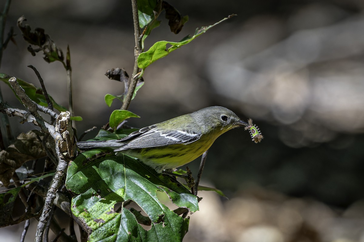 Magnolia Warbler - ML642502219