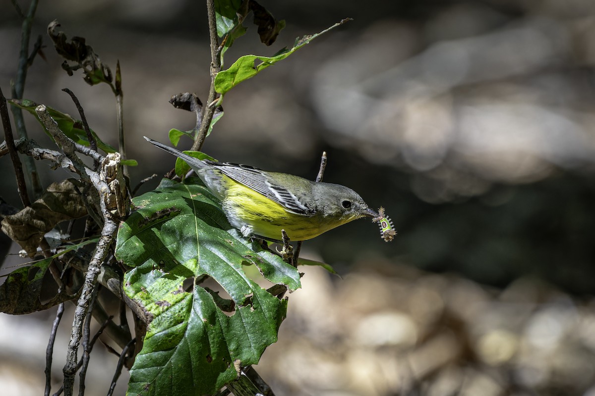 Magnolia Warbler - ML642502220
