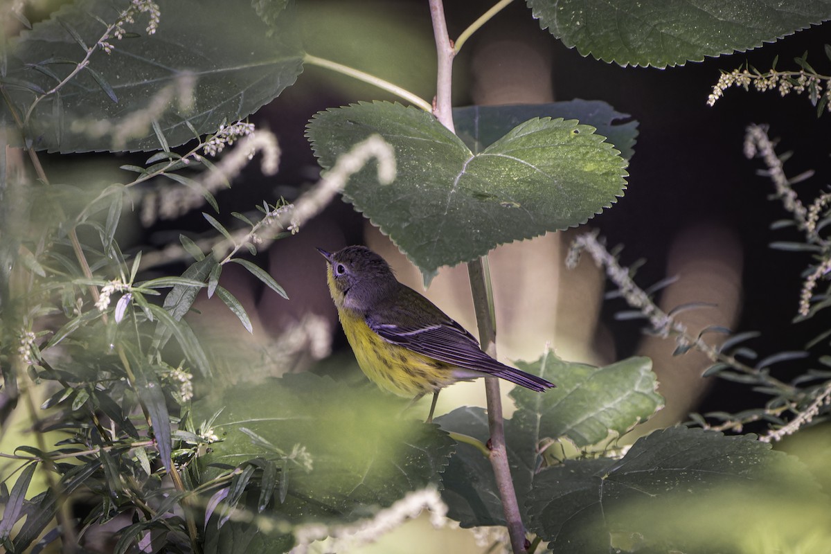 Magnolia Warbler - ML642502221
