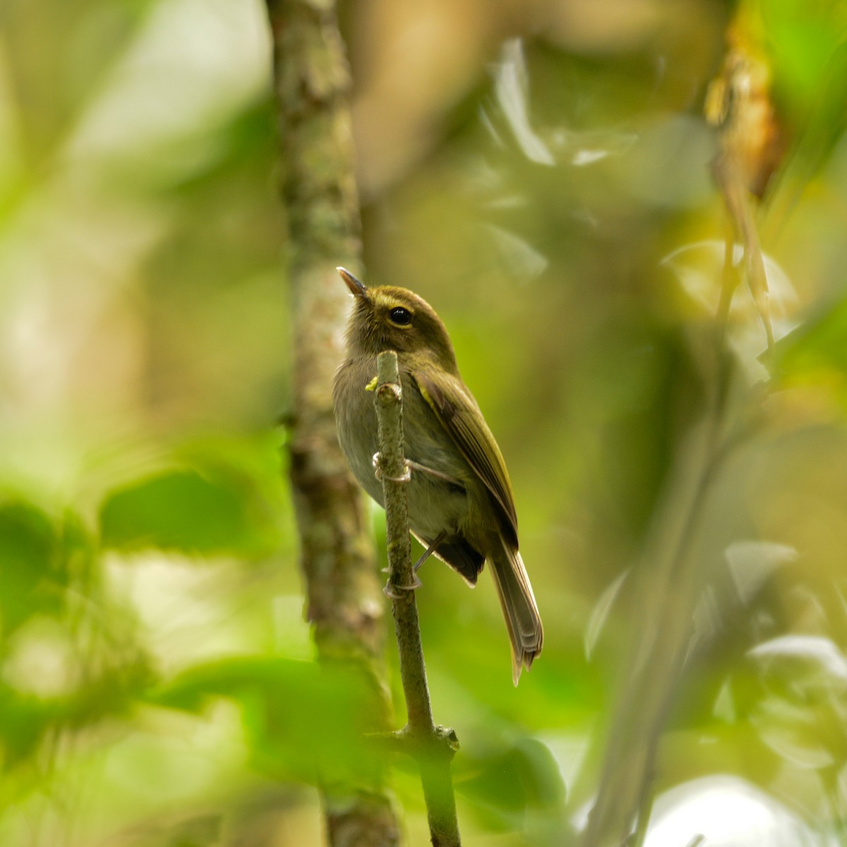 Drab-breasted Pygmy-Tyrant - ML642502222