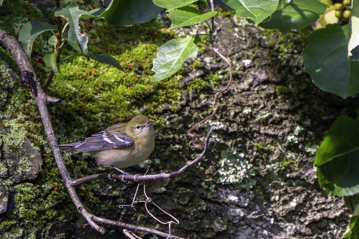 Bay-breasted Warbler - ML642502229