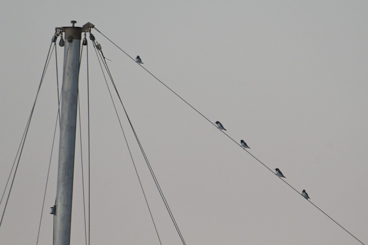 White-breasted Woodswallow - ML642502233