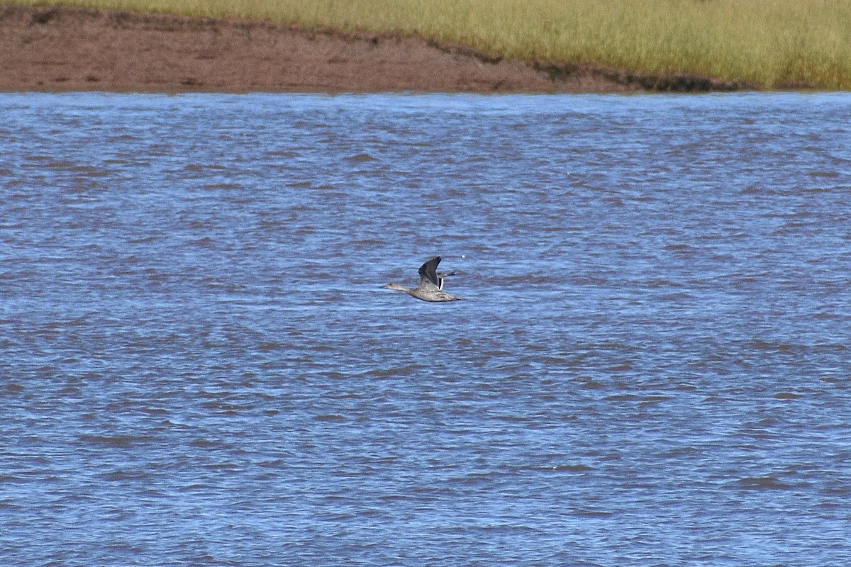 ostralka štíhlá - ML642502237