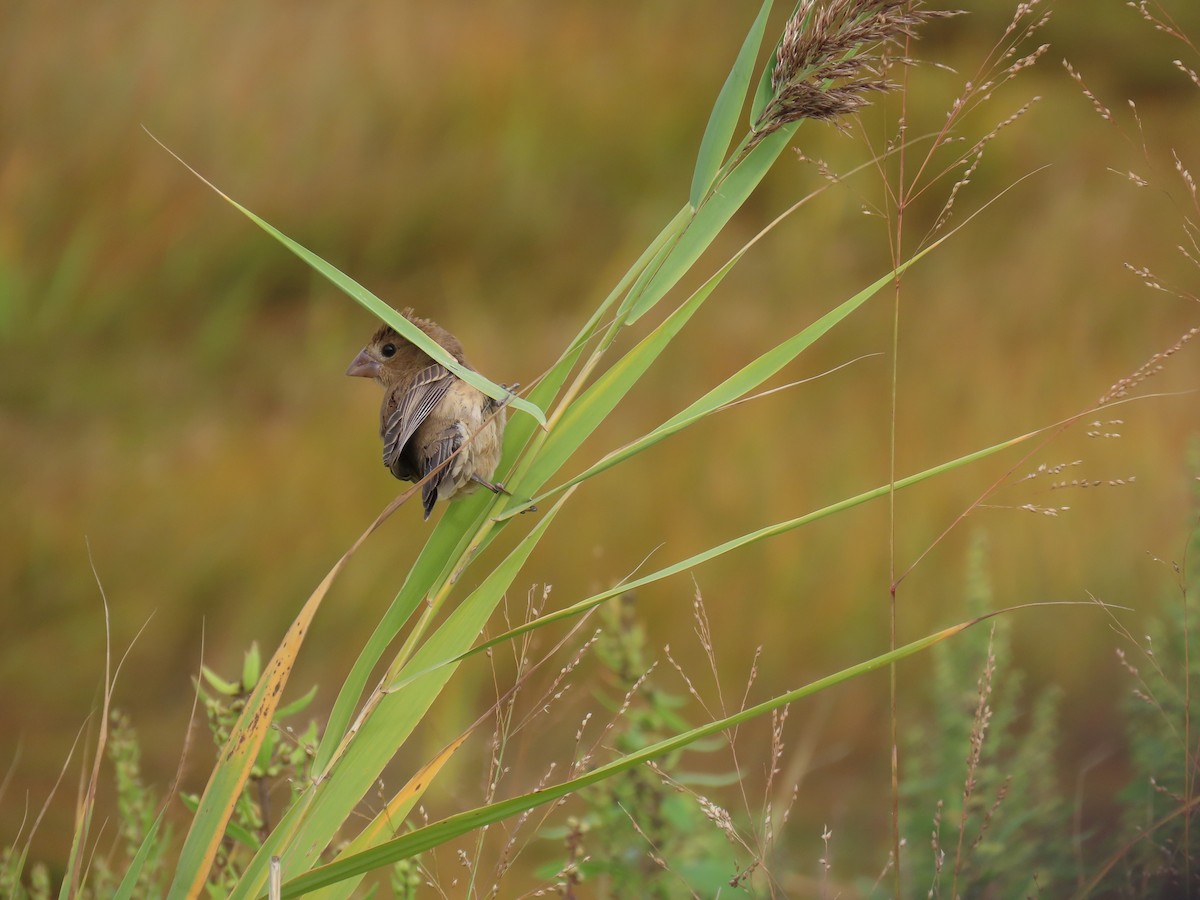 Blue Grosbeak - ML642502238