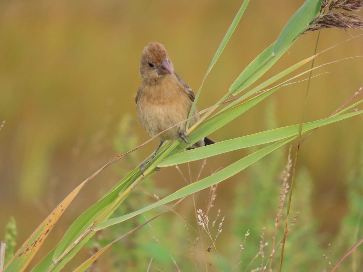 Blue Grosbeak - ML642502239