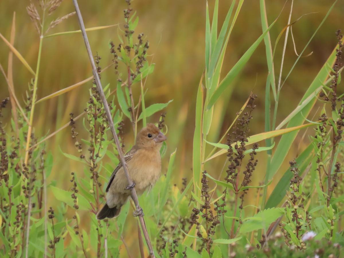 Blue Grosbeak - ML642502240