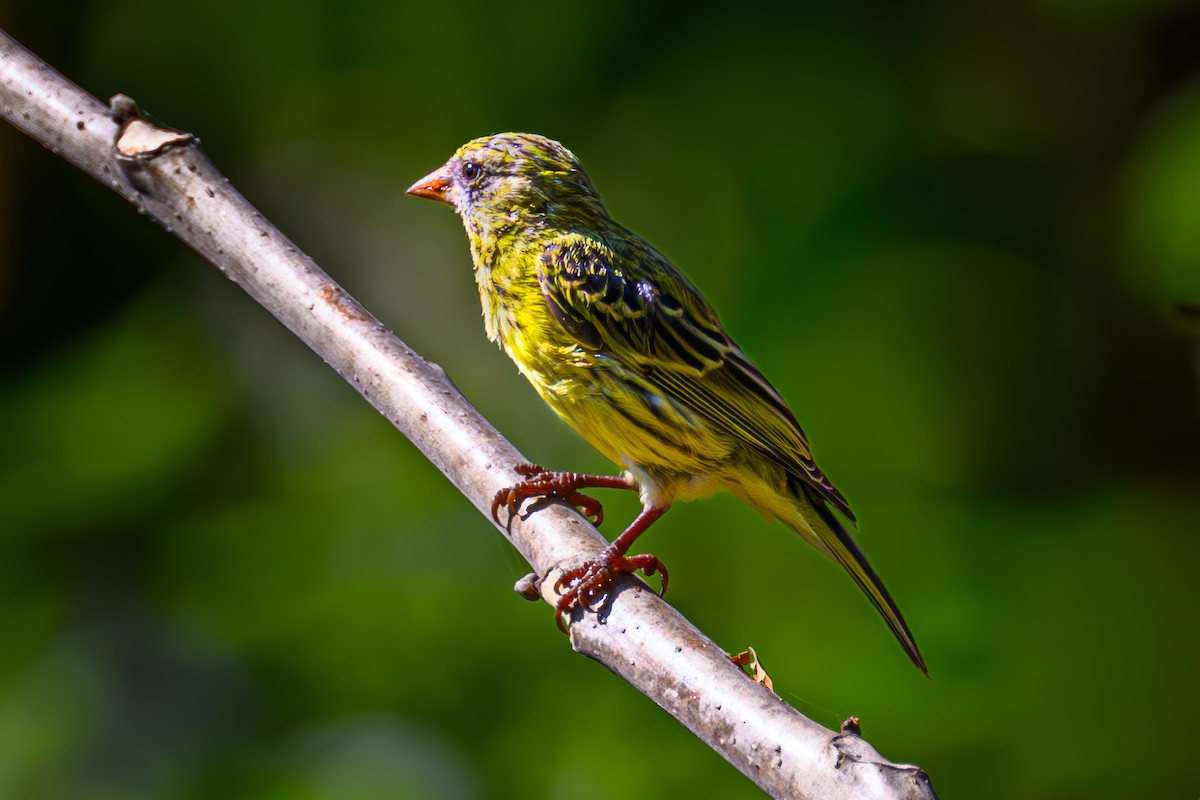 Southern Citril - ML642502250