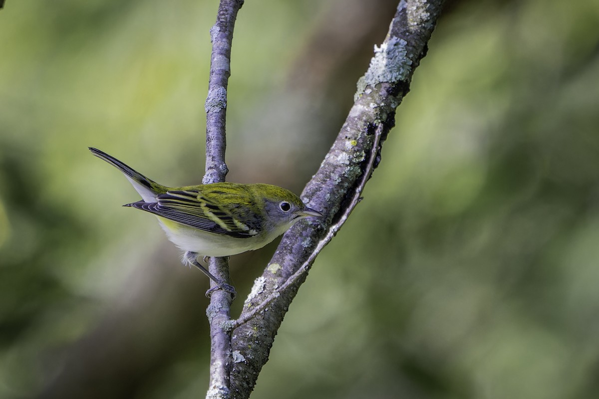 Chestnut-sided Warbler - ML642502252