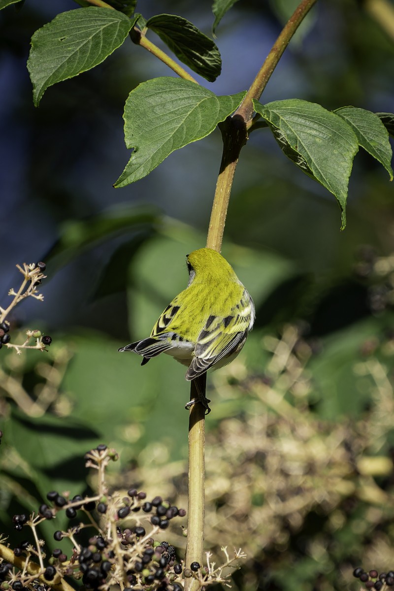 Chestnut-sided Warbler - ML642502254