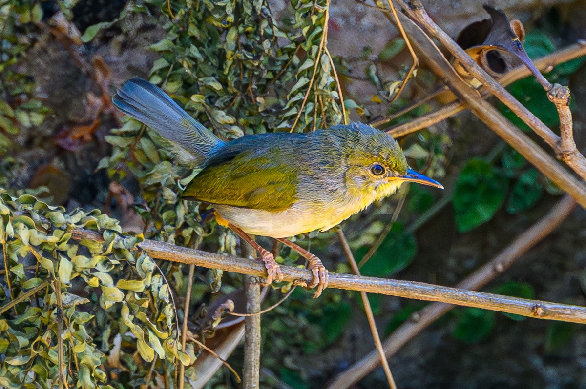 Green-backed Camaroptera - ML642502259