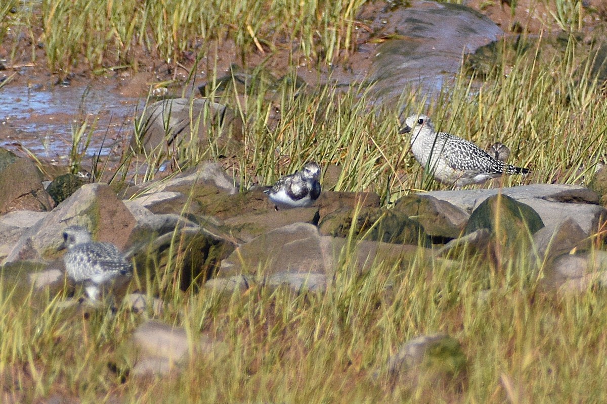 kamenáček pestrý - ML642502267