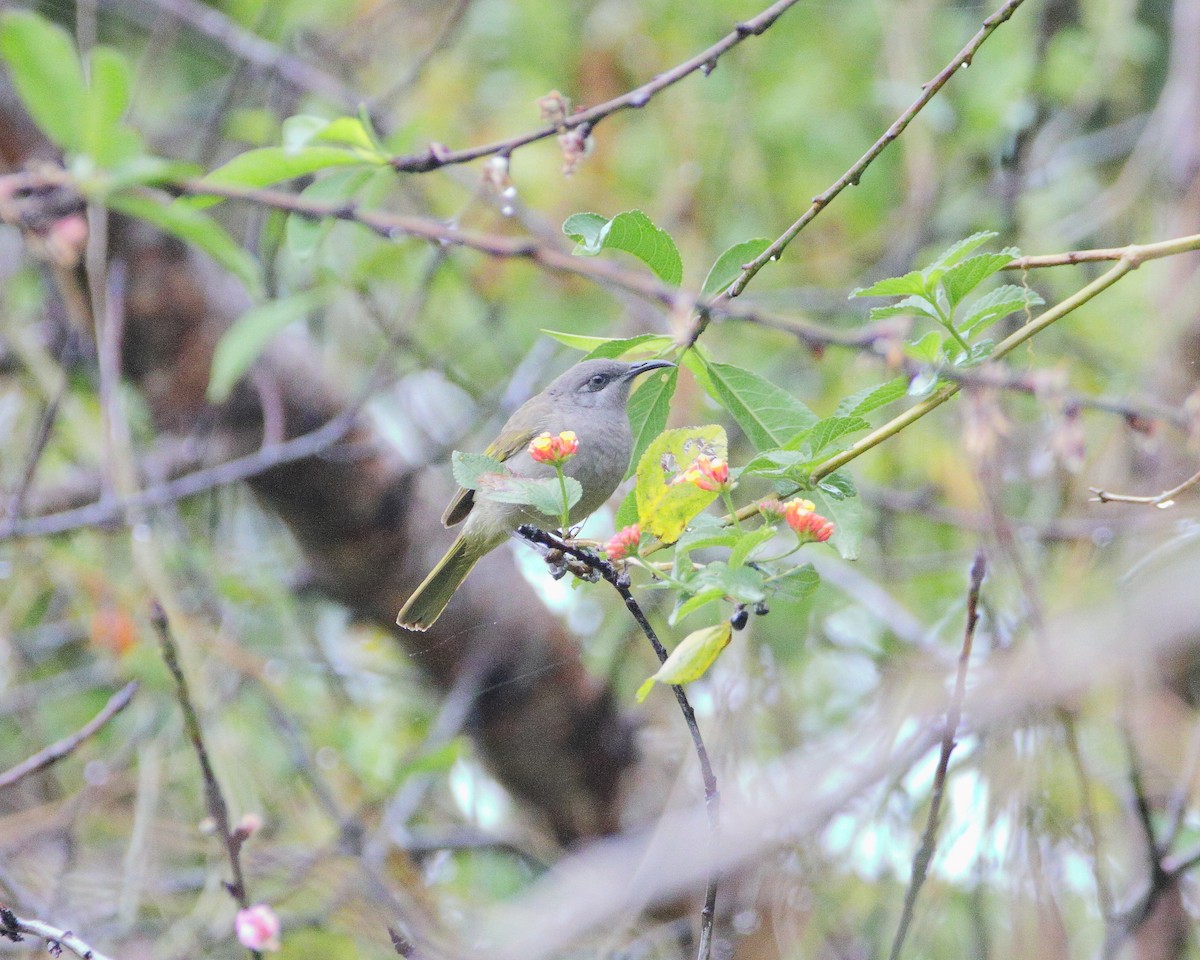 Dark-brown Honeyeater - ML642502272