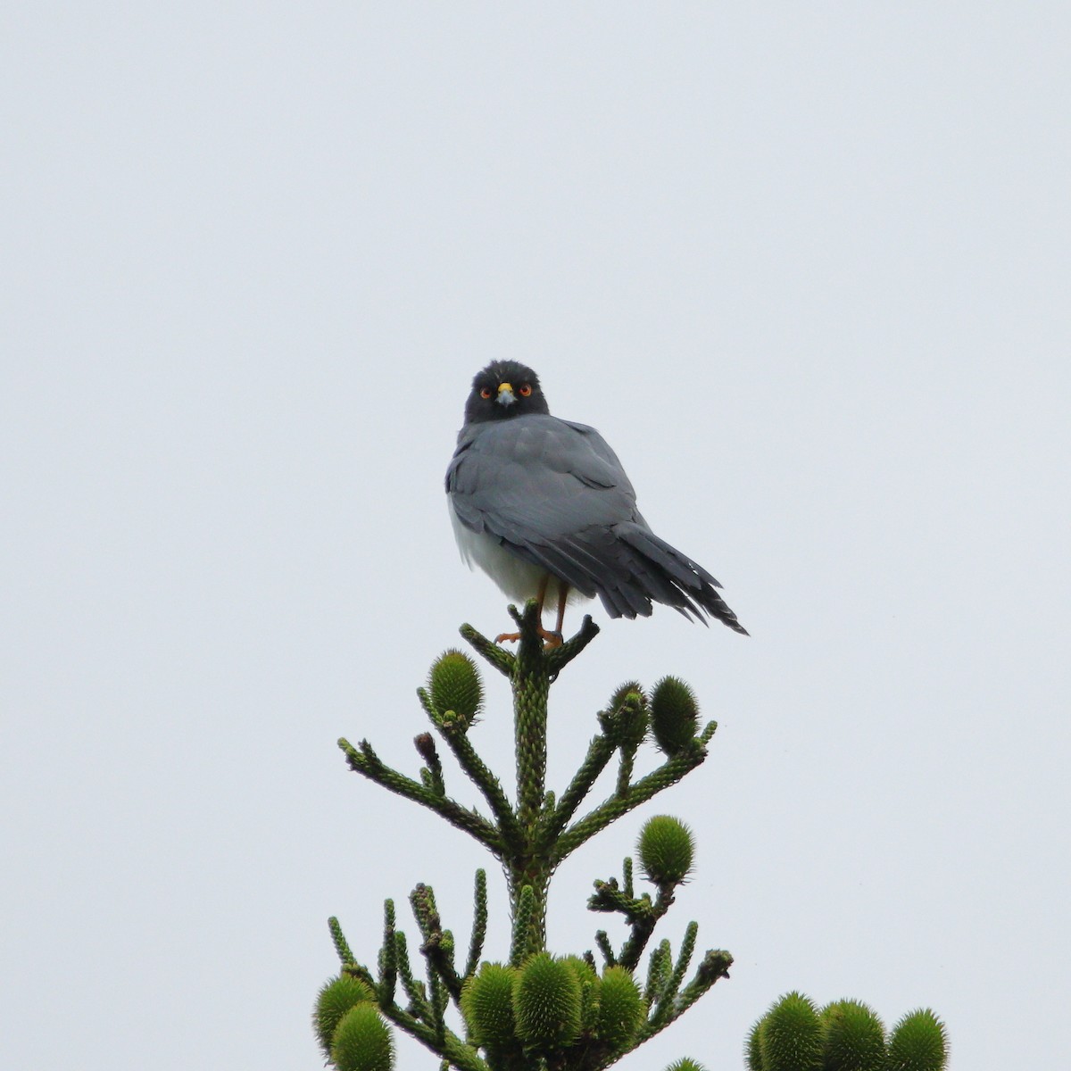 New Caledonian Goshawk - ML642502280