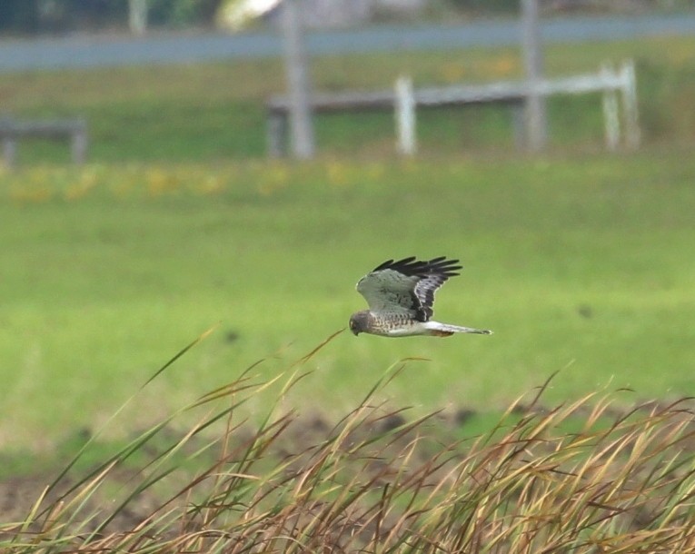 Northern Harrier - ML642502288